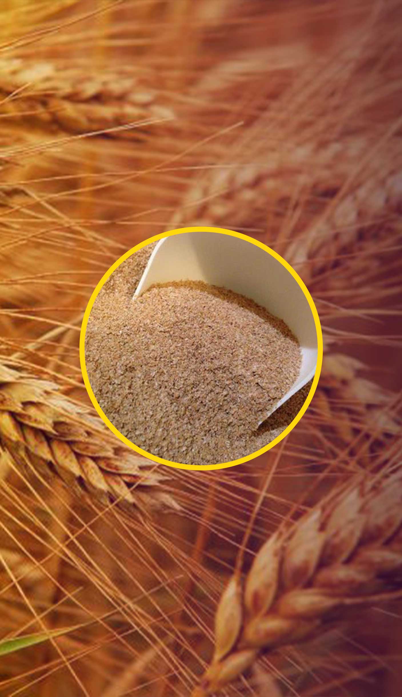 🌾 سبوس گندم