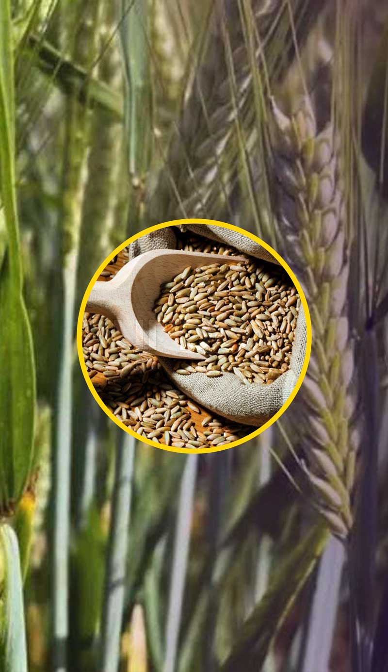 🌾 جو