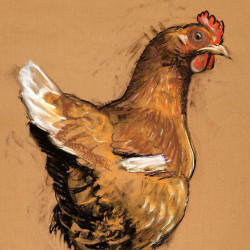 🐓 آموزش پرورش طیور