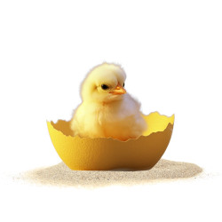 🐣 جوجه یک روزه